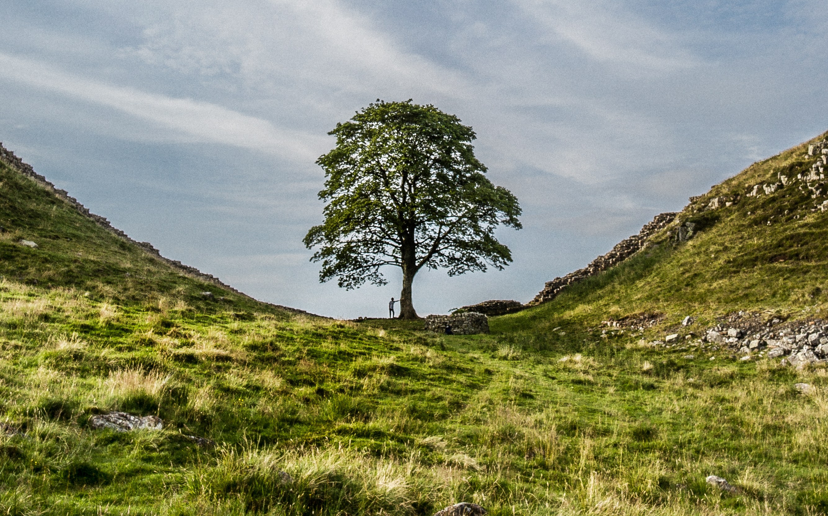 A young boy standing near a tree in Sycamore Gap, Hadrian's Wall.