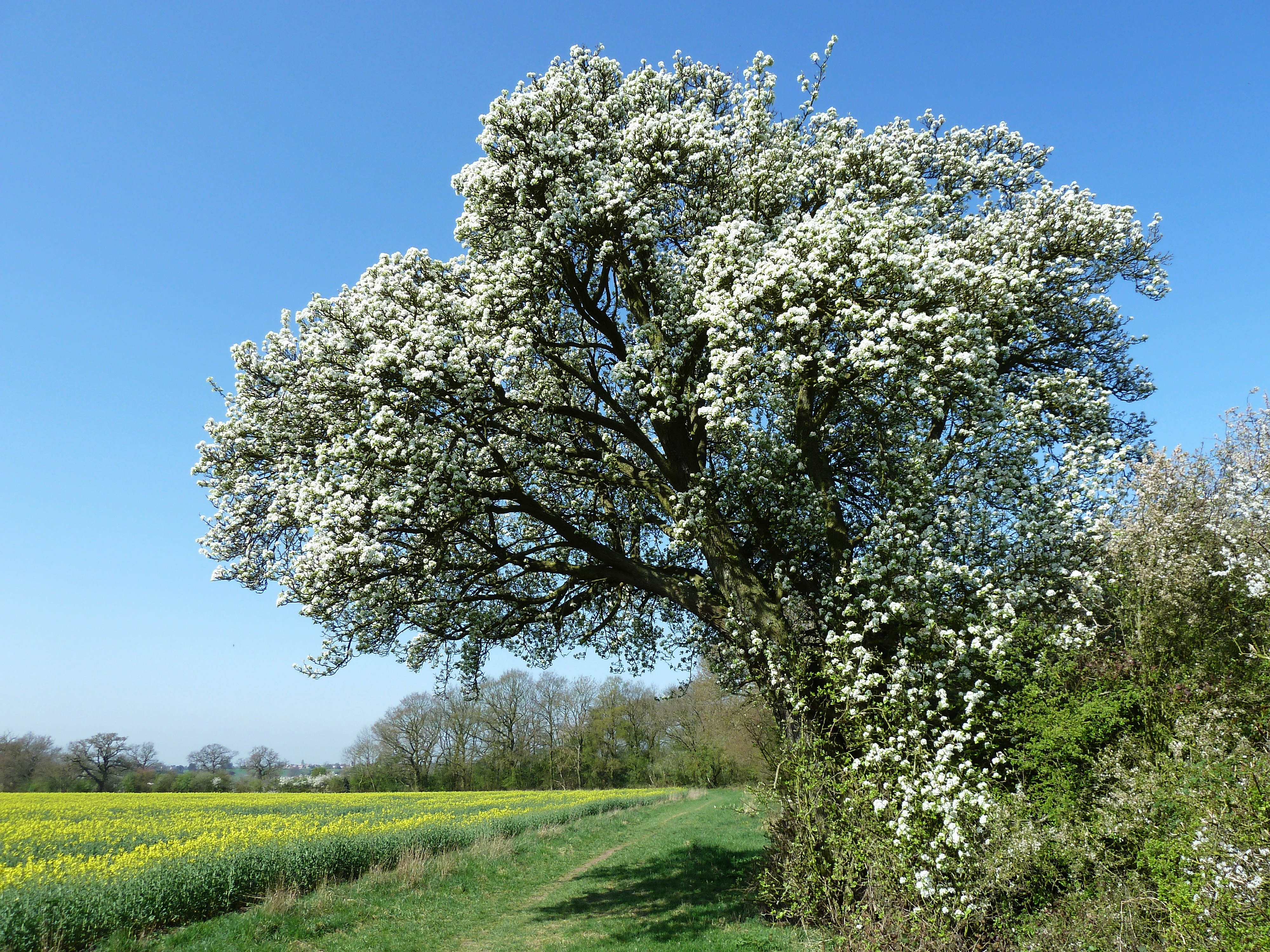 A large pear tree in bloom next to a field of yellow flowers.